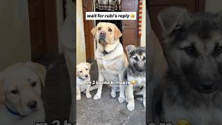 2 bacho ki maa 😂 || labra rubi || #youtubeshorts #shorts #labrador #dog #funny #memes #cute #short