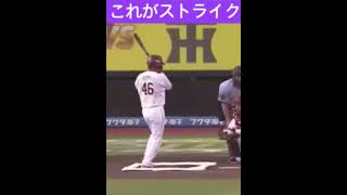 こ、これがストライク？笑　#shorts #白井球審 #阪神 #阪神タイガース #ストライク