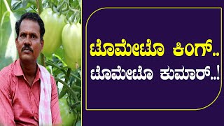 ಈ ಕೃಷಿಕ ಬೆಳೆದ ಟೊಮೇಟೊ ಬೆಳೆಯಲ್ಲಿ ಯಾವ ರೋಗವೂ ಇಲ್ಲ..!