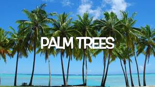 Fun Fact: Palm Trees