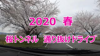 【ドライブ動画】桜トンネル通り抜けフラットお花見ドライブ