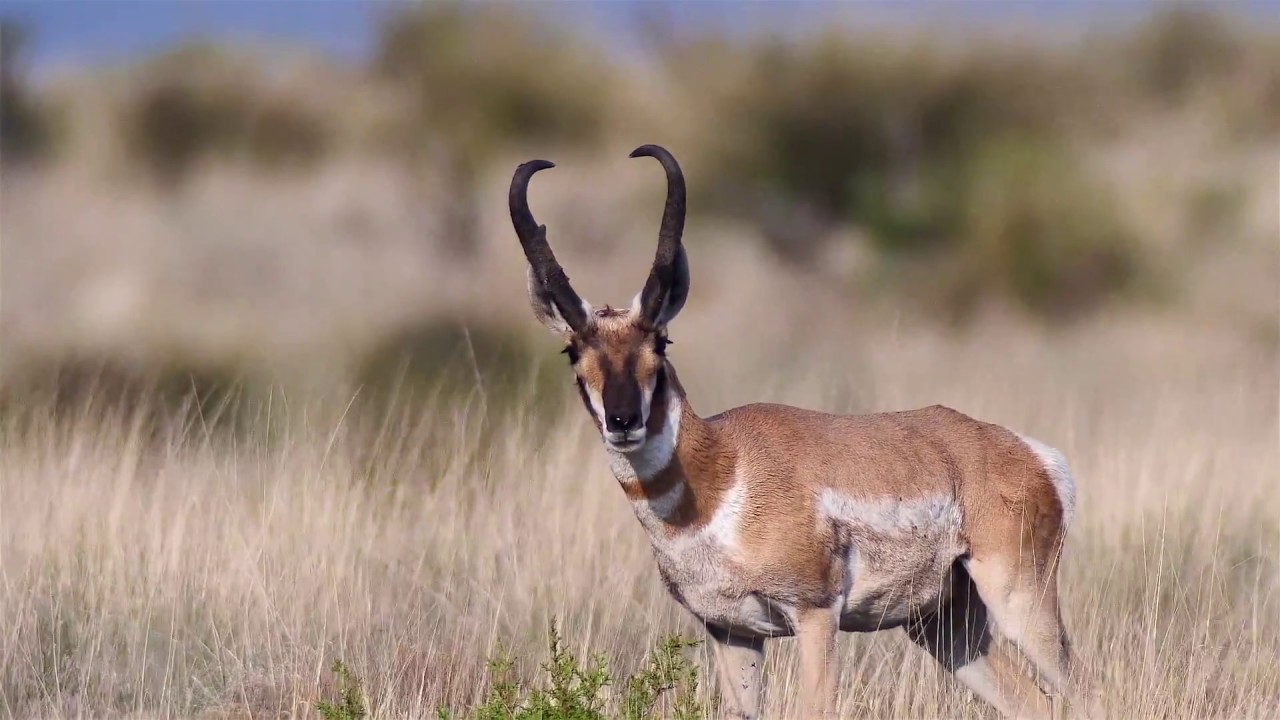 Field Judging Antelope - Buck 19 - YouTube