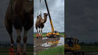 Giant Camel: An Incredible Rescue Operation