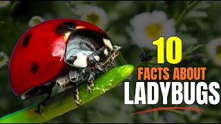 10 Amazing Ladybug Facts You Didn’t Know 🐞
