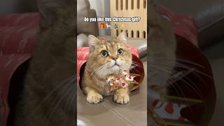 Do you like this Christmas gift?🎁🎄 #christmas #merrychristmas #cat #petslife #cute #catvideos