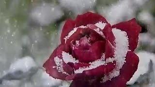 《被冰封雪覆盖的柔情》Lament For A Frozen Flower 唯美音乐欣赏 经典音乐  极品音乐