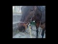 how to properly attach a lead rope with a chain on your horse.