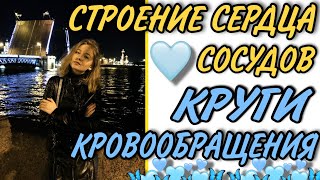 СЕРДЕЧНО-СОСУДИСТАЯ СИСТЕМА ЕГЭ,ОГЭ||АРТЕРИИ,КАПИЛЛЯРЫ,ВЕНЫ/АВТОМАТИЗМ СЕРДЦА/СЕРДЕЧНЫЙ ЦИКЛ