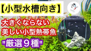 【小型水槽におすすめの熱帯魚】大きくならない小型美魚特集!!