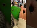 パーカーのひもほぐしたいインコ【eclectus roratus】オオハナインコのハナちゃん shorts