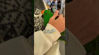 パーカーのひもほぐしたいインコ【Eclectus roratus】オオハナインコのハナちゃん #shorts