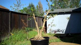 How to create a Boxwood Bonsai Part 2 Final Pruning and potting