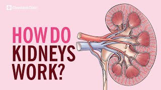 How Do Kidneys Work?