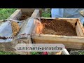 ep.1 การแยกขยายชันโรง stingless bee propagation