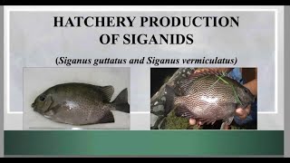 HATCHERY PRODUCTION OF SIGANIDS | BFAR-NFDC