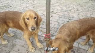 狗市闲话、德牧和马犬谁更厉害，听听专家怎么说