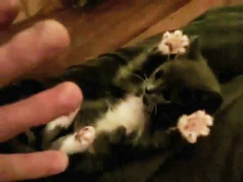 Surprised Kitty Exploding Youtube