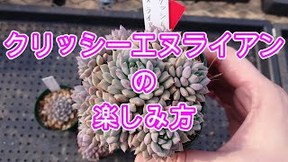 【多肉植物】【ガーデニング】クリッシーエヌライアンの楽しみ方