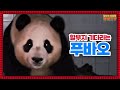 (SUB) Fubao Only Looks For Zookeeper Even At Night And Grandpa's Lecture🐼│Panda World