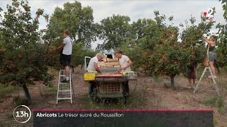 AOP d'exception à la découverte de l'abricot rouge du Roussillon