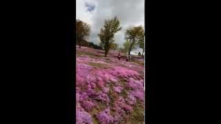 滝上芝桜公園