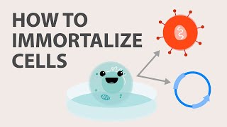 Cell Immortalization: How to Immortalize Cells