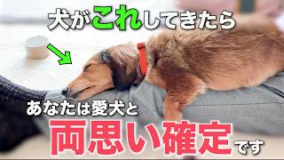 【完全版】愛犬がこの仕草をしたら、あなたと両思いです！