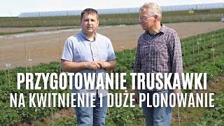 Przygotowanie truskawki na kwitnienie i duże plonowanie