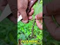 patch bud grafting budgrafting budding agriculture shots greensreen youtubeshorts