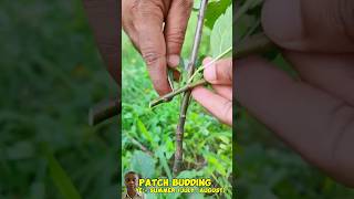 Patch bud grafting #budgrafting #budding #agriculture #shots #greensreen #youtubeshorts