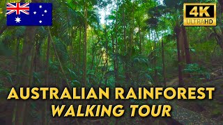 WALKING THROUGH AN AUSTRALIAN RAINFOREST | Katandra Reserve NSW Central Coast | 4K UHD Video Walk