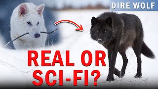 Dire Wolves Are BACK? The Shocking Science Resurrecting Ice Age Giants