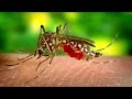 10 interesting insects insects for kids bugs for kids