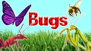 10 Interesting Insects  Insects For Kids   Bugs For Kids