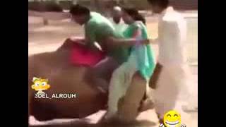 Couple Funny Failed From Camel