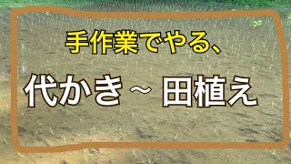 【稲作】手作業で代かきから田植えまでしているタイムラプス動画。自然農、自然栽培、無肥料無農薬栽培、有機栽培、どれもしっくりこない。一番ピンとくるのは”自給農”。