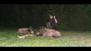 Sudecka Ostoja 29/2020. Polowanie na dziki i lisy. Hunting Wild Boars in Poland.