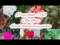 10 DIFFERENT TYPES OF ROSE PLANT PART-1 #6374934601#9790838347#