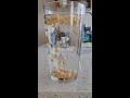 popcorn kernel lava lamp science shorts