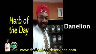 Herb of the Day Dandelion