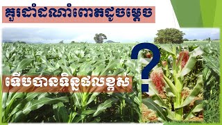 EP374 គួរដាំពោតដូចម្តេទើបបានទិន្នផលខ្ពស់