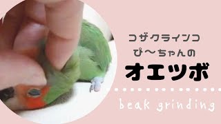 オエツボ。#lovebird #コザクラインコ