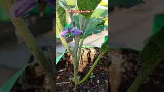 blue brinjal first flower#eggplant #நீல கத்தரிக்காய் முதல் பூ#shorts