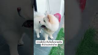 ChowChow - โตมาดื้อมาก (เชาว์เชาว์ขนปุย บรู๊คลิน \u0026 จัสมีน)