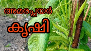 അമര പയർ കൃഷി|  Amara krishi|   Amarakka  Farming  viedo  in Malayalam|