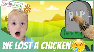 We lost a chicken!