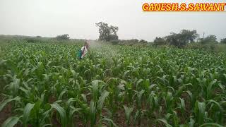 #ज्वारी वरील रोग नियंञण फवारणी🌾