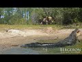 florida alligator crushes the shell of a turtle