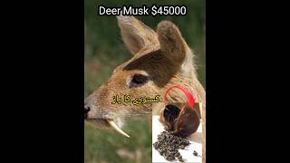 Facts About Deer Musk Gland #pets #shorts #trending #ytshorts #animal #facts #trending / @petcare15