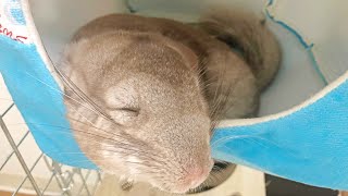 【チンチラ】レイアウト変更後のハンモックですやすや眠る赤ちゃんチンチラがかわいすぎた…　#9【チンチラきなこの大冒険】【chinchilla】